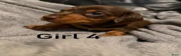 Miniature Dachshund dogs for sale: Chocolate & tan miniature dachshunds  - Advert 11