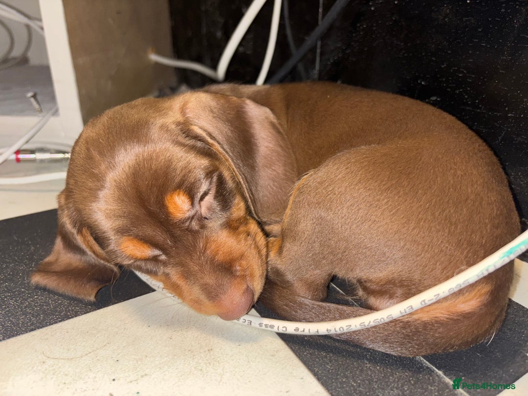 Miniature Dachshund dogs for sale: Mini chocolate Dachshunds in Luton - Image 16
