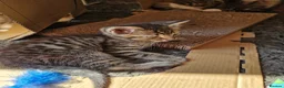 Mixed Breed cats for sale: Tabby Male- PLEASE READ DESCRIPTION  - Advert 4