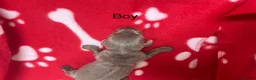 Miniature Dachshund dogs for sale: Beautiful KC Registered miniature dachshunds 🐾  - Advert 10
