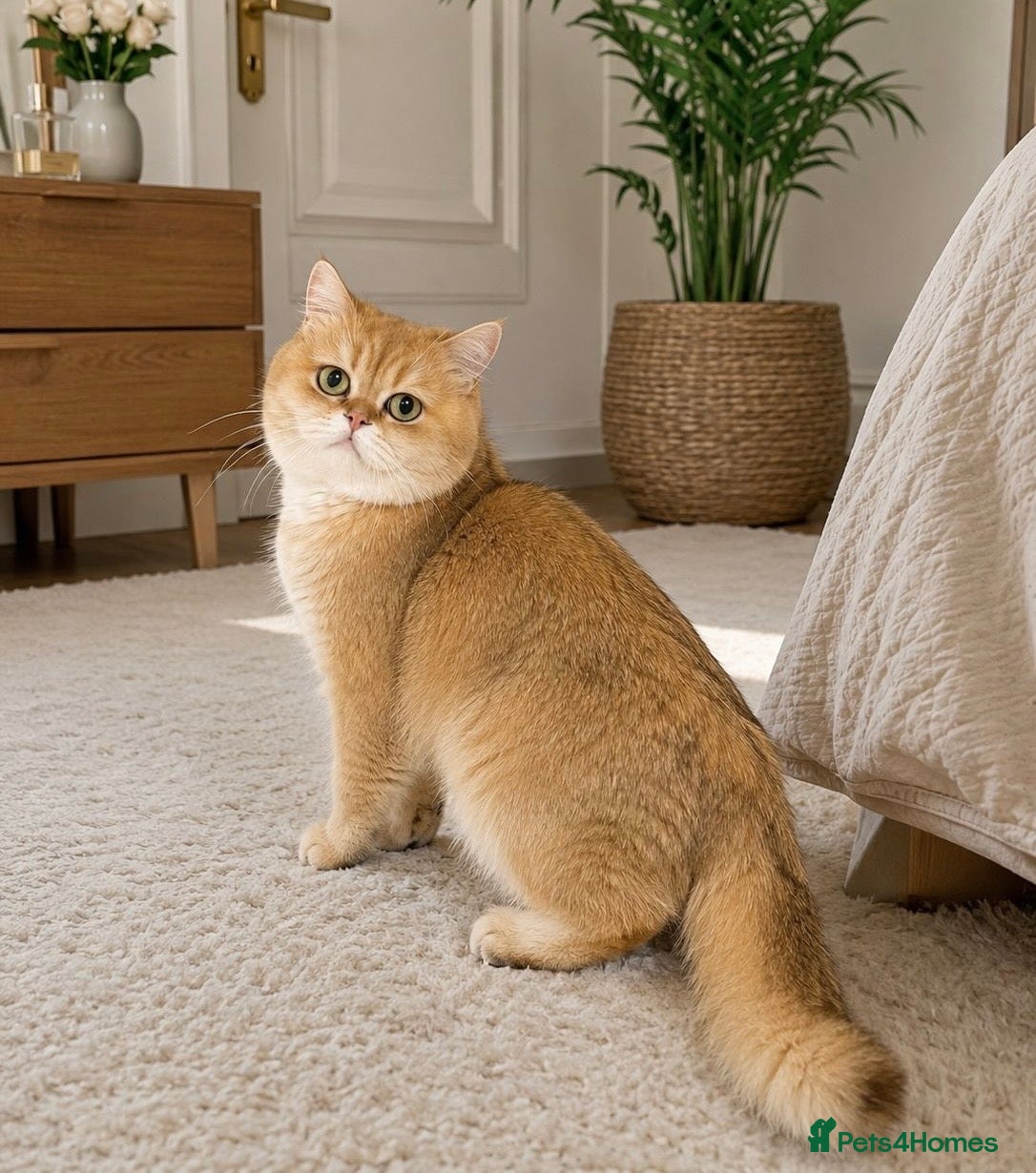 British Shorthair cats British Shorthaired Golden Cats - Advert 1