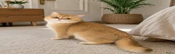 British Shorthair cats for stud: British Shorthaired Golden Cats - Advert 1