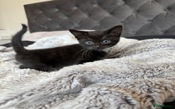 Russian Blue cats for sale: Russian blue x British shorthair  - Image 4
