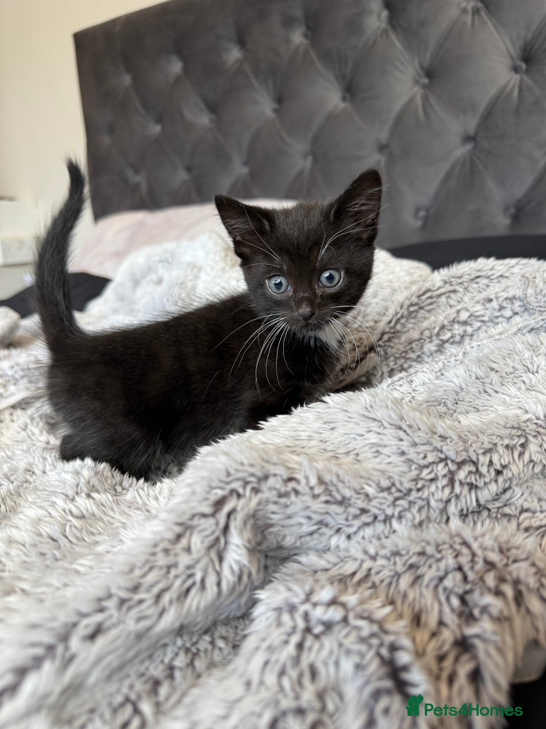 Russian Blue cats for sale: Russian blue x British shorthair  - Image 4