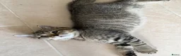 British Shorthair cats for sale: 🐾 Champion GCCF BSH Kittens 🐾 - Advert 6