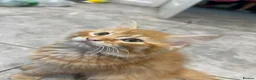 Mixed Breed cats for sale: Beautiful Friendly Kittens Ready for Loving Homes - Advert 13