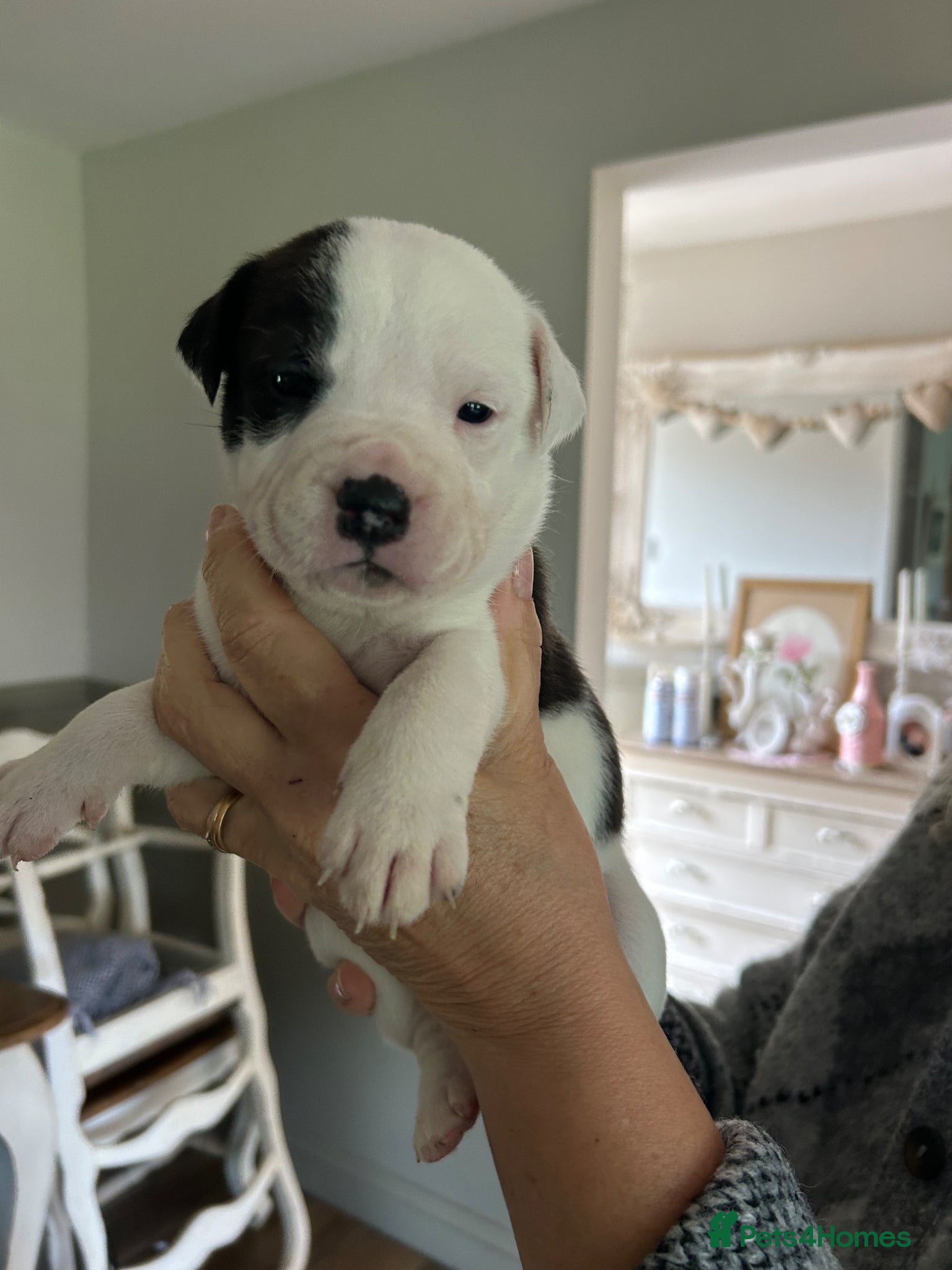 Mixed Breed dogs for sale: Last two puppies  remaining  - Advert 17