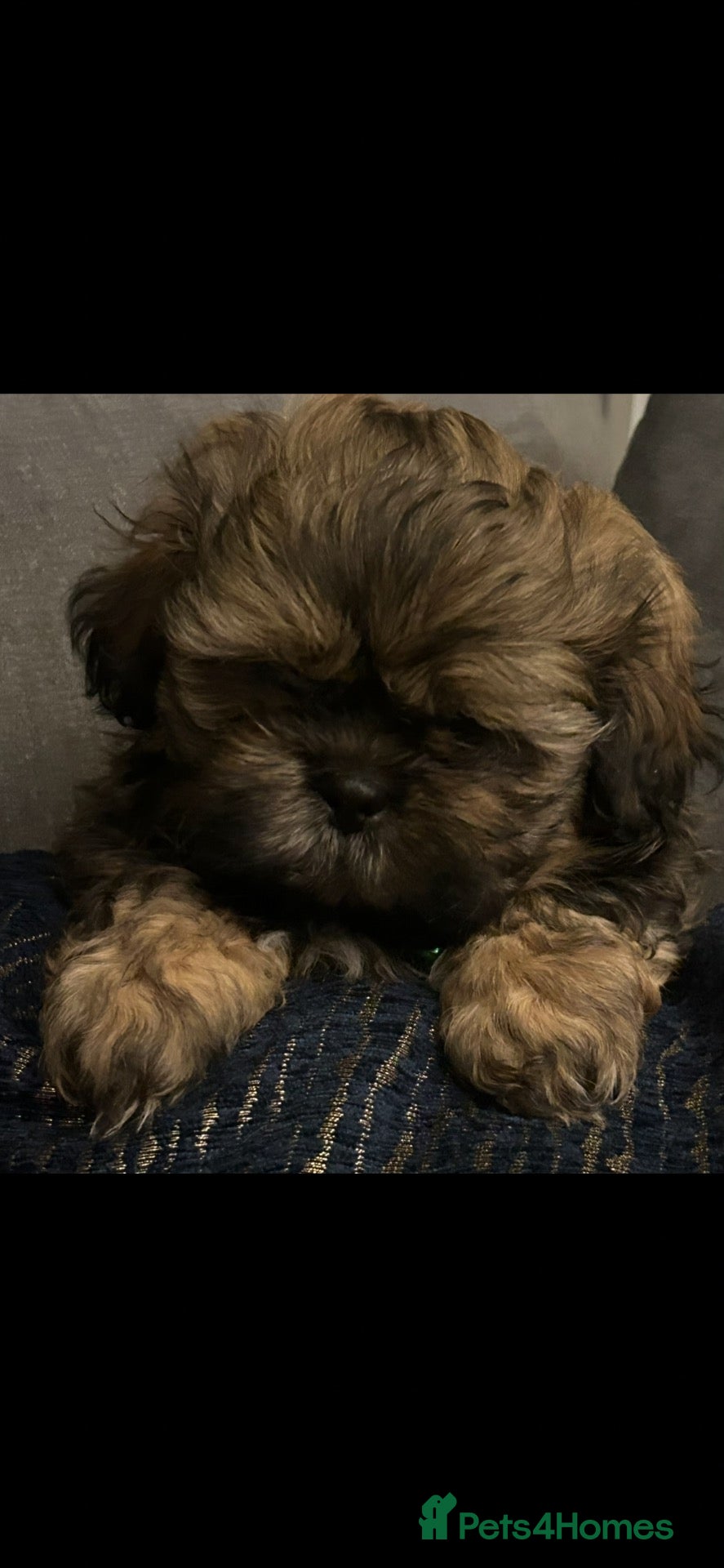 Shih Tzu dogs Shih Tzu puppies Ready Now  - Advert 4