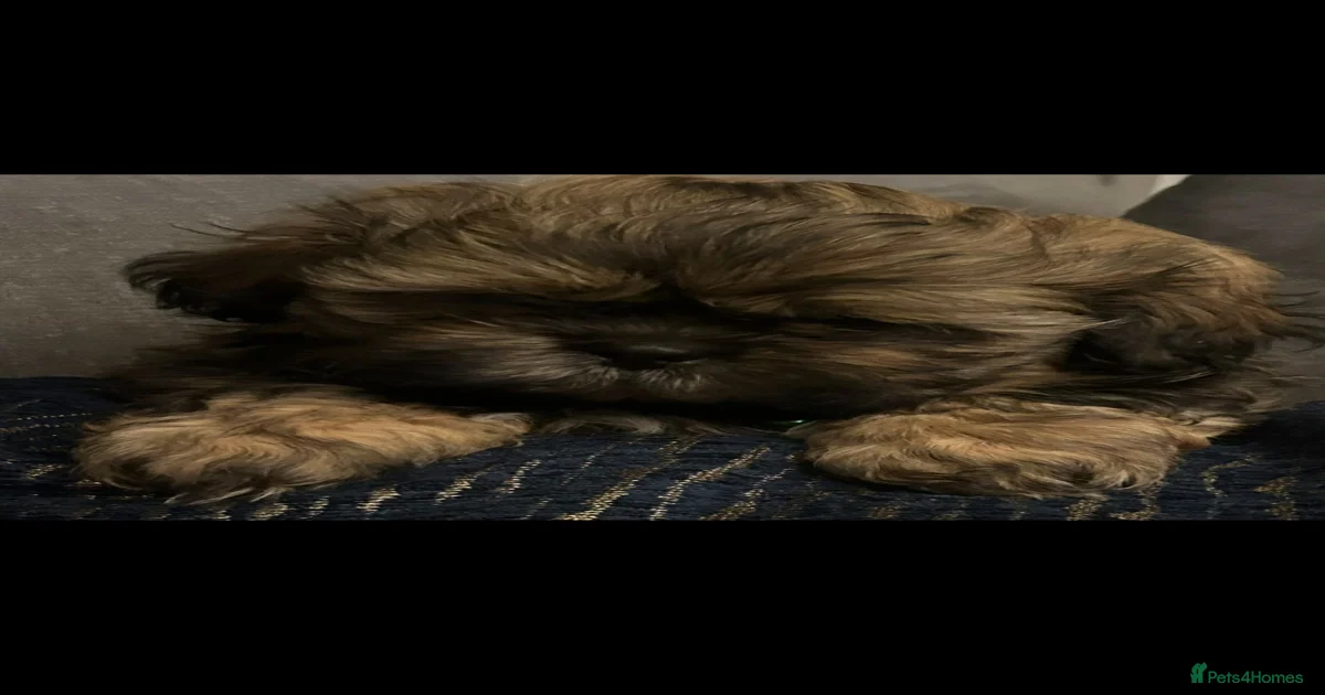 Shih Tzu Puppies for sale in Scotland | Pets4Homes