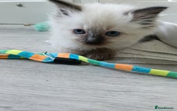Ragdoll cats for sale: GCCF Reg'd Seal and Chocolate Ragdolls ready July  - Image 16
