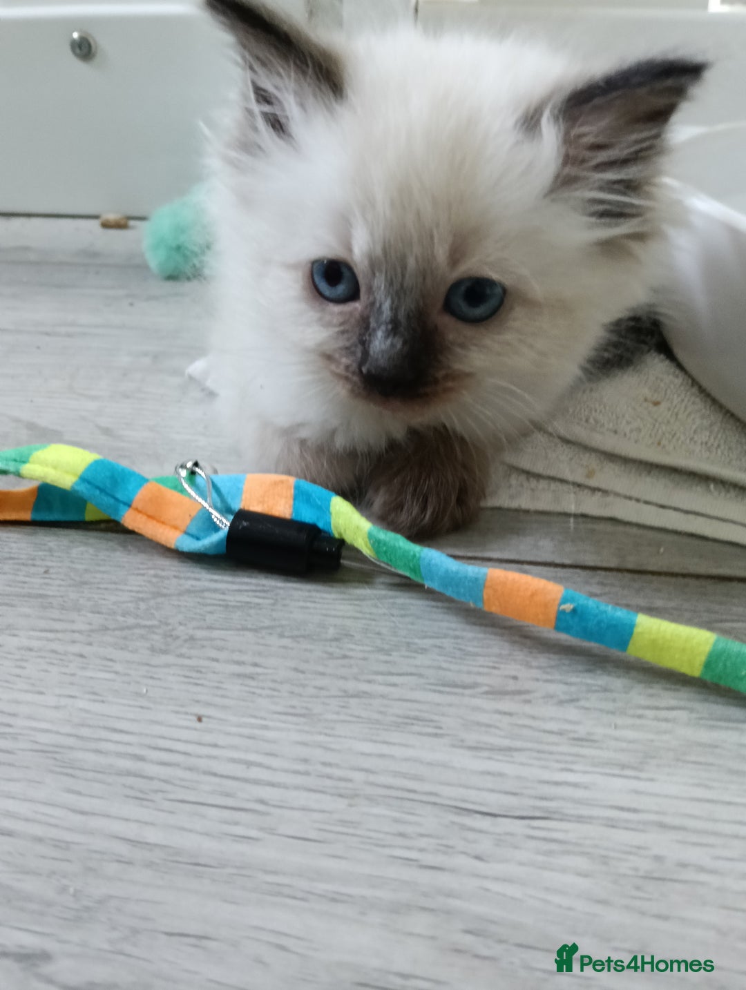 Ragdoll cats for sale: GCCF Reg'd Seal and Chocolate Ragdolls ready July  - Image 16