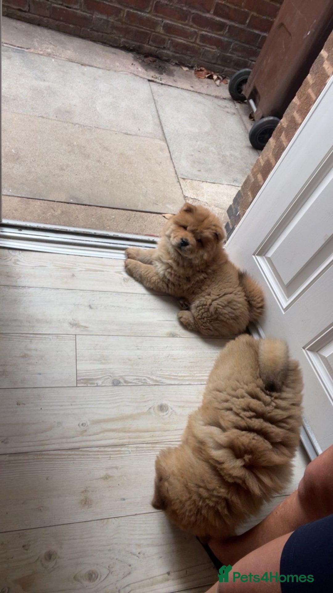 Chow Chow dogs for sale: Cinnamon Chow Chow Puppies - Image 17