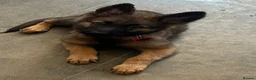 German Shepherd dogs for sale: Beautiful German shepherd cross Belgium shepherd  - Advert 21