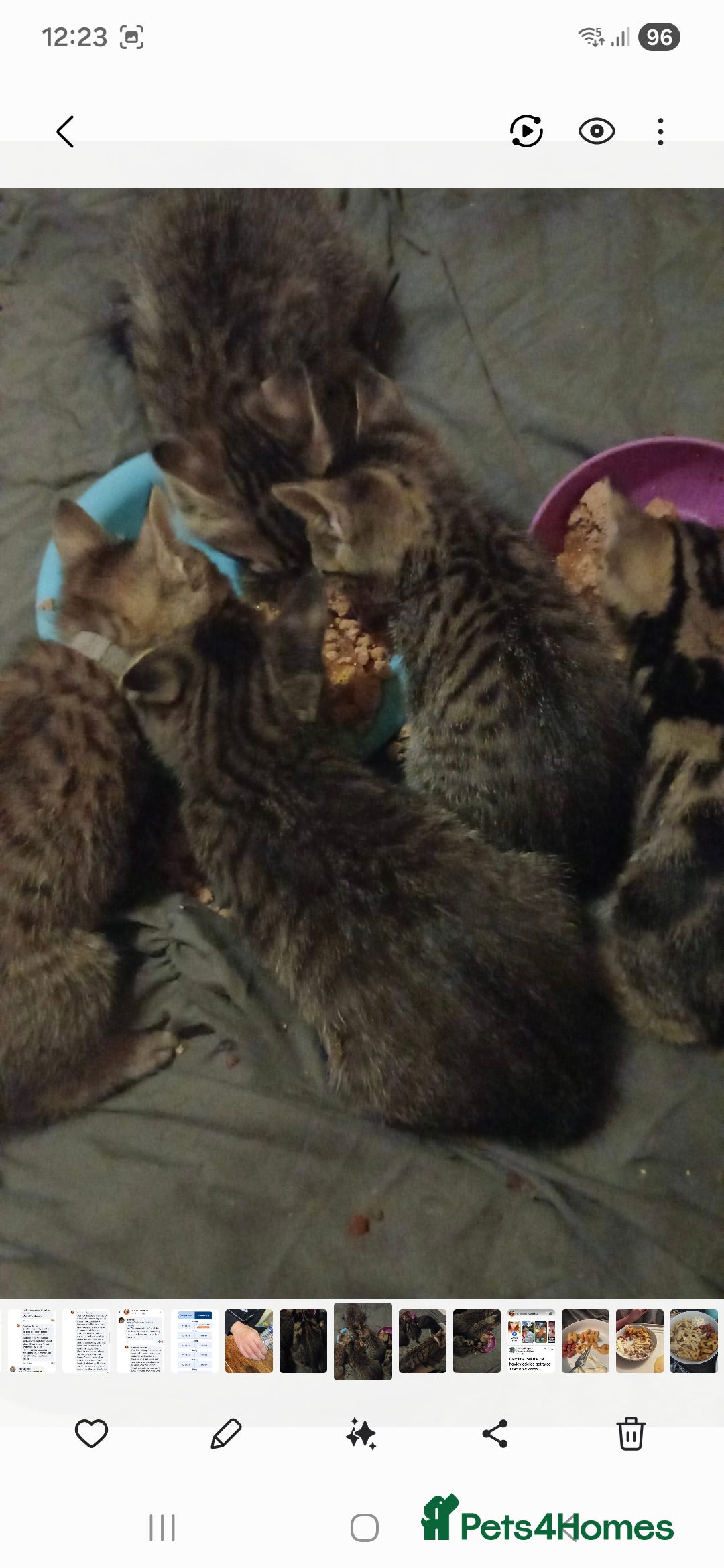Mixed Breed cats for sale: Beautiful unusual markings - Image 2
