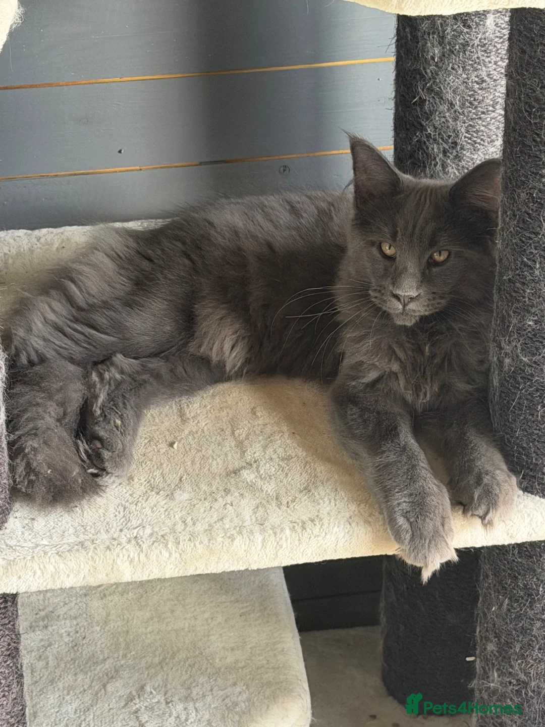 Maine Coon cats for sale: SAD XXL Blue Male Maine Coon Kitten (5 Months Old) - Advert 6