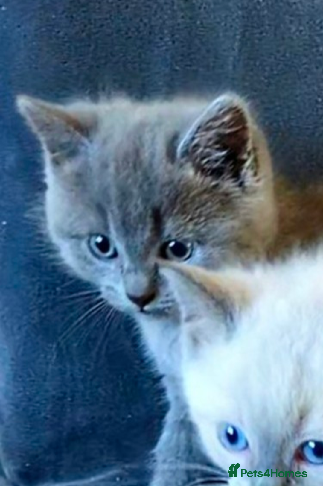 Ragdoll cats for sale: British Ragdoll kittens - Image 11
