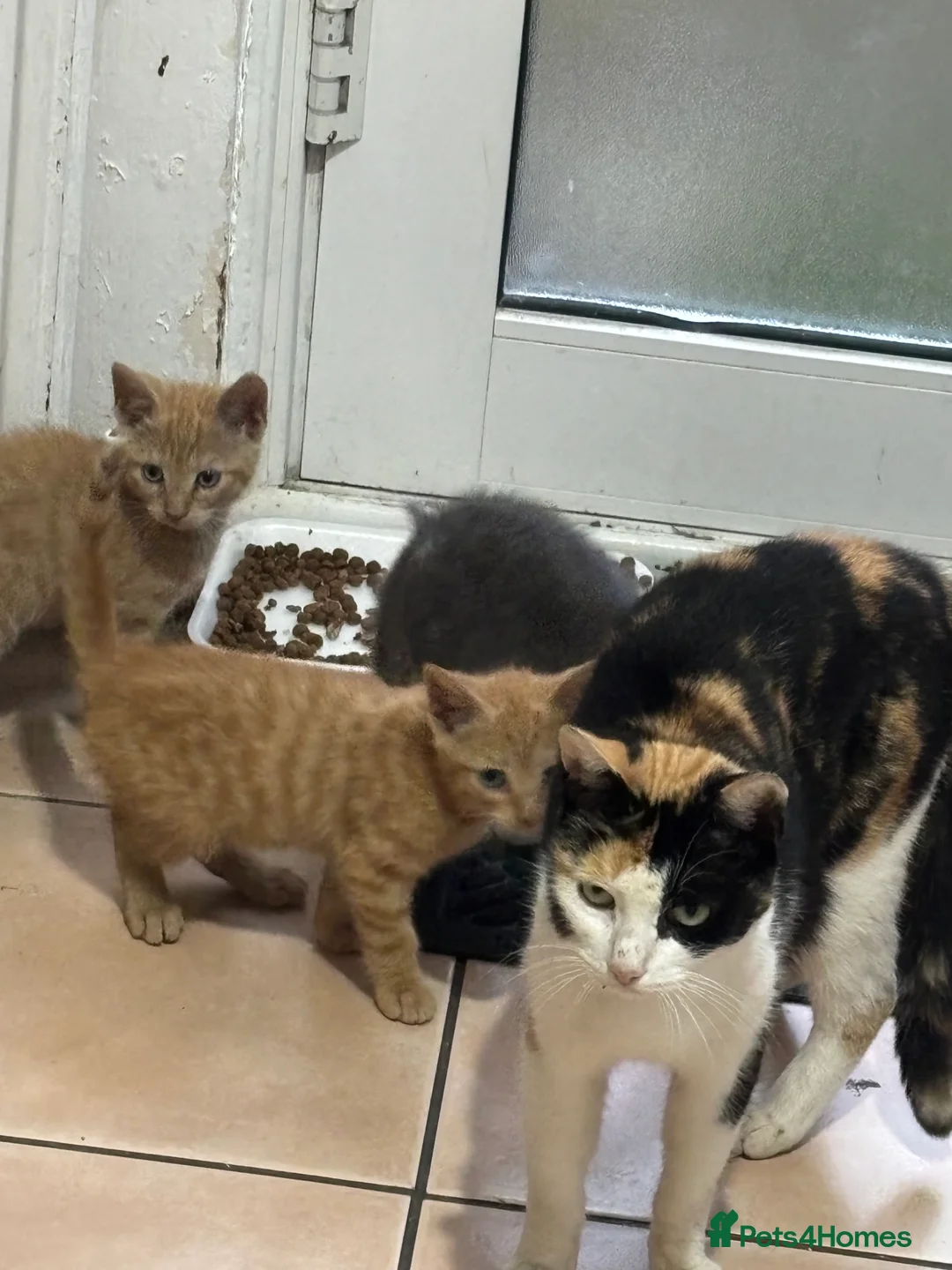 Domestic Shorthair cats for sale: 2 ginger 1 grey/white kittens - Advert 7