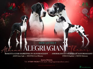 Great Dane dogs Fabolous Great danes - Advert 3
