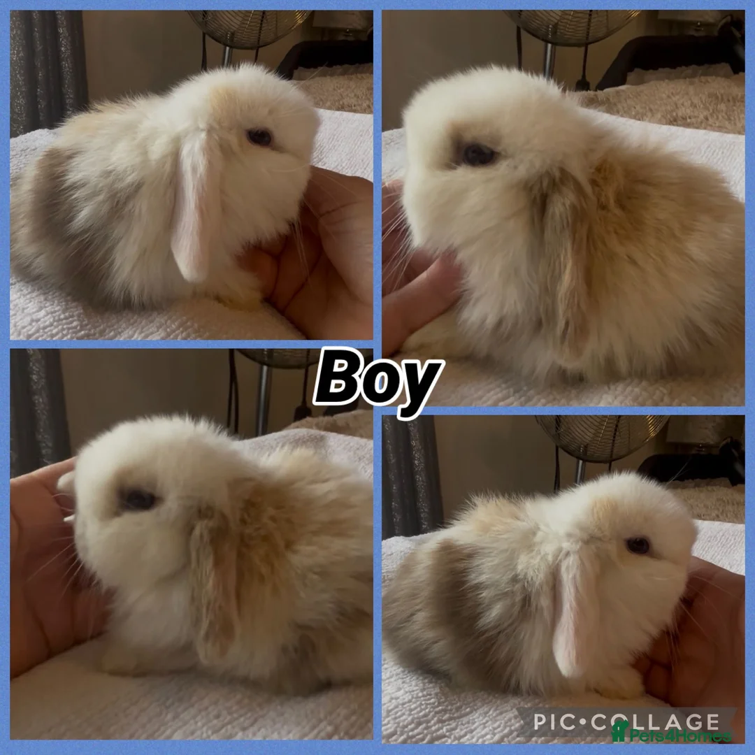 Mini Lop rabbits for sale: PEDIGREE MINI LOP BABIES READY TO RESERVE  - Advert 16