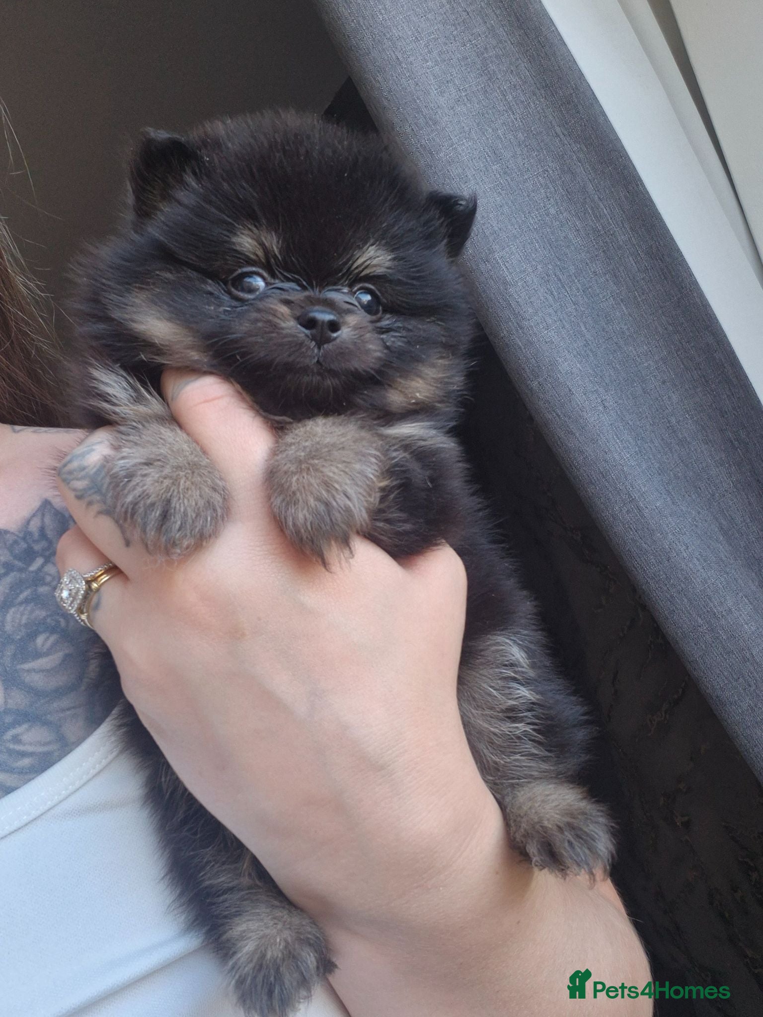 Pomeranian dogs 1 Male Kc Pomeranian Puppies - Advert 18