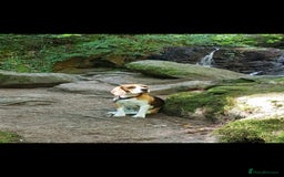 Beagle dogs for sale: (5th gen) pure pedigree beagle puppy - Image 22