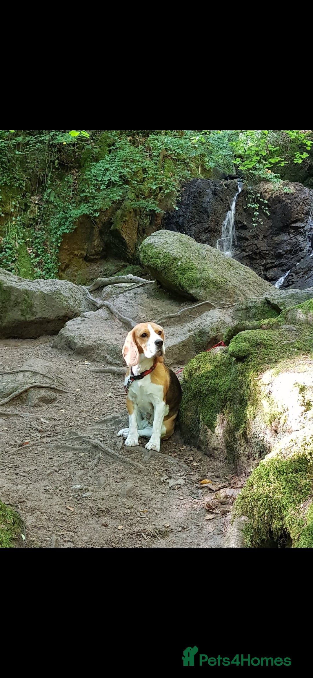 Beagle dogs for sale: (5th gen) pure pedigree beagle puppy - Image 22