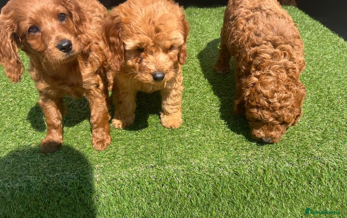 Cavapoo dogs F2 puppies  - Advert 1