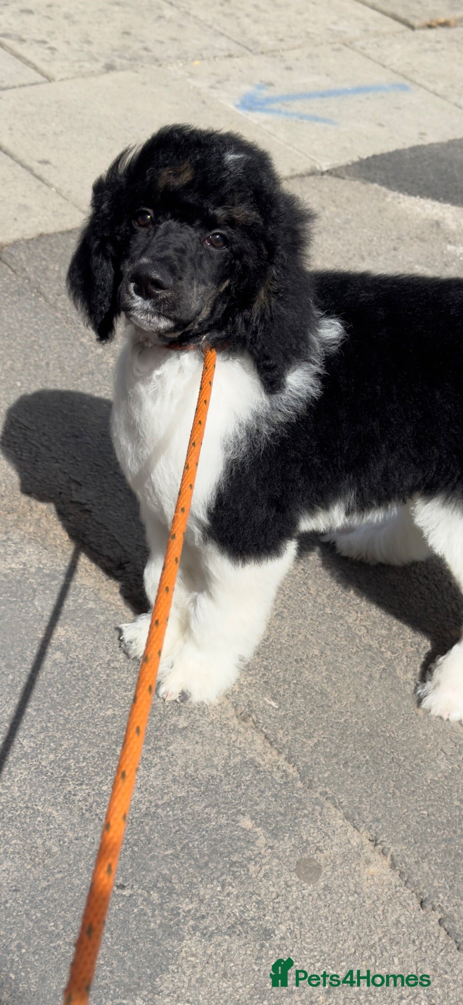 Standard Poodle dogs READY NOW!! KC reg & fully vaccinated  - Advert 13