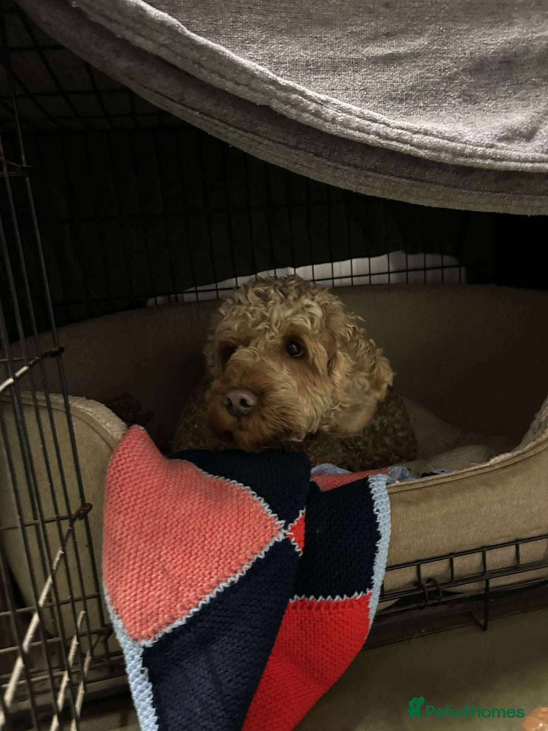 Cockapoo dogs for adoption: JACK  - Advert 6