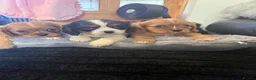 Cavalier King Charles Spaniel dogs for sale: 💙Ready now Kc dna clear cavalier pupies 💙 - Advert 24
