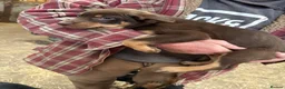 Australian Kelpie dogs for sale: Australian kelpie puppies - Advert 4