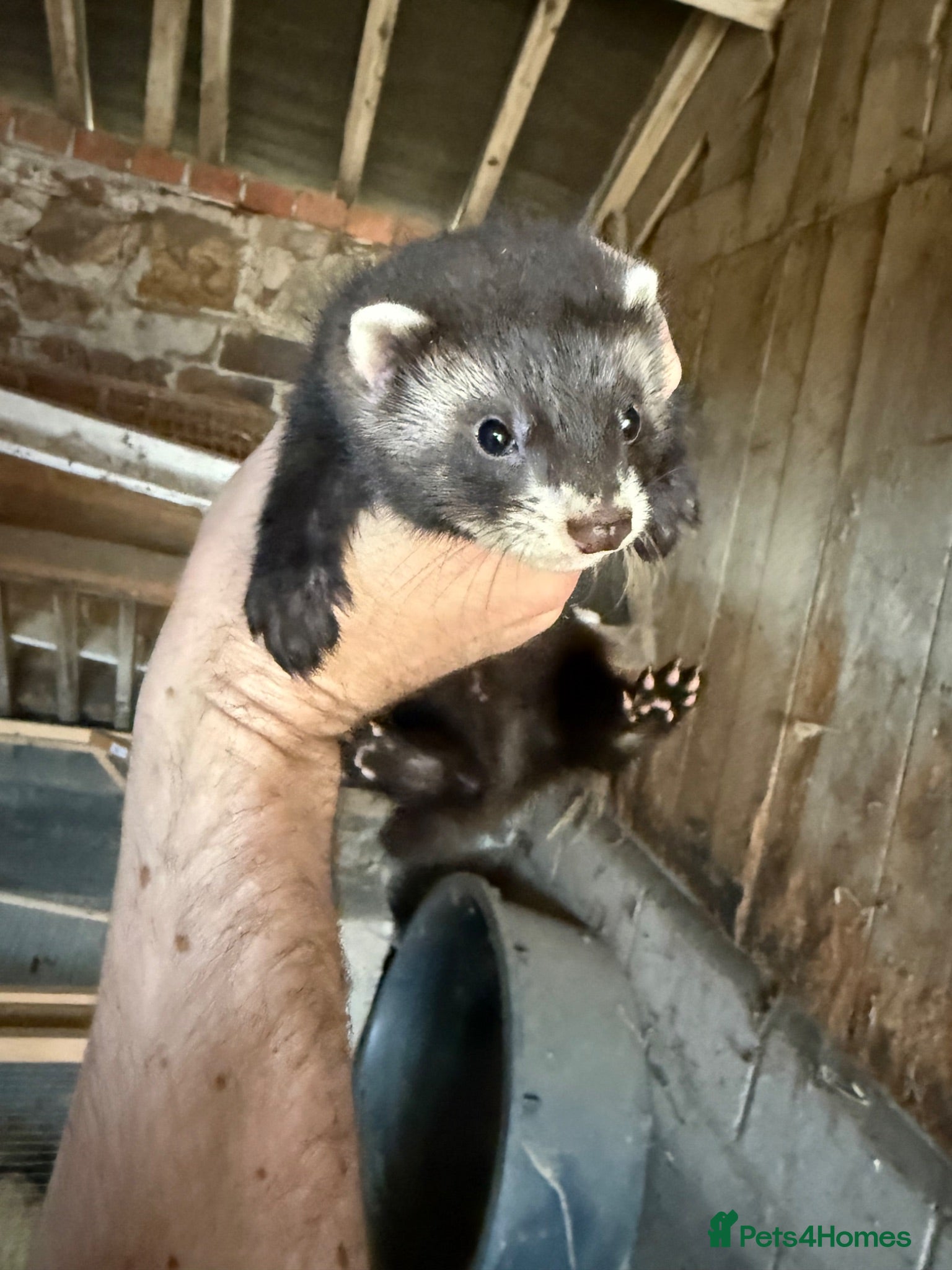 Ferret rodents Adorable Ferret Kits Ready Now – 2 Hobs 1 Jill L - Advert 8