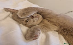 British Shorthair cats for sale: British shorthair kittens  - Image 5