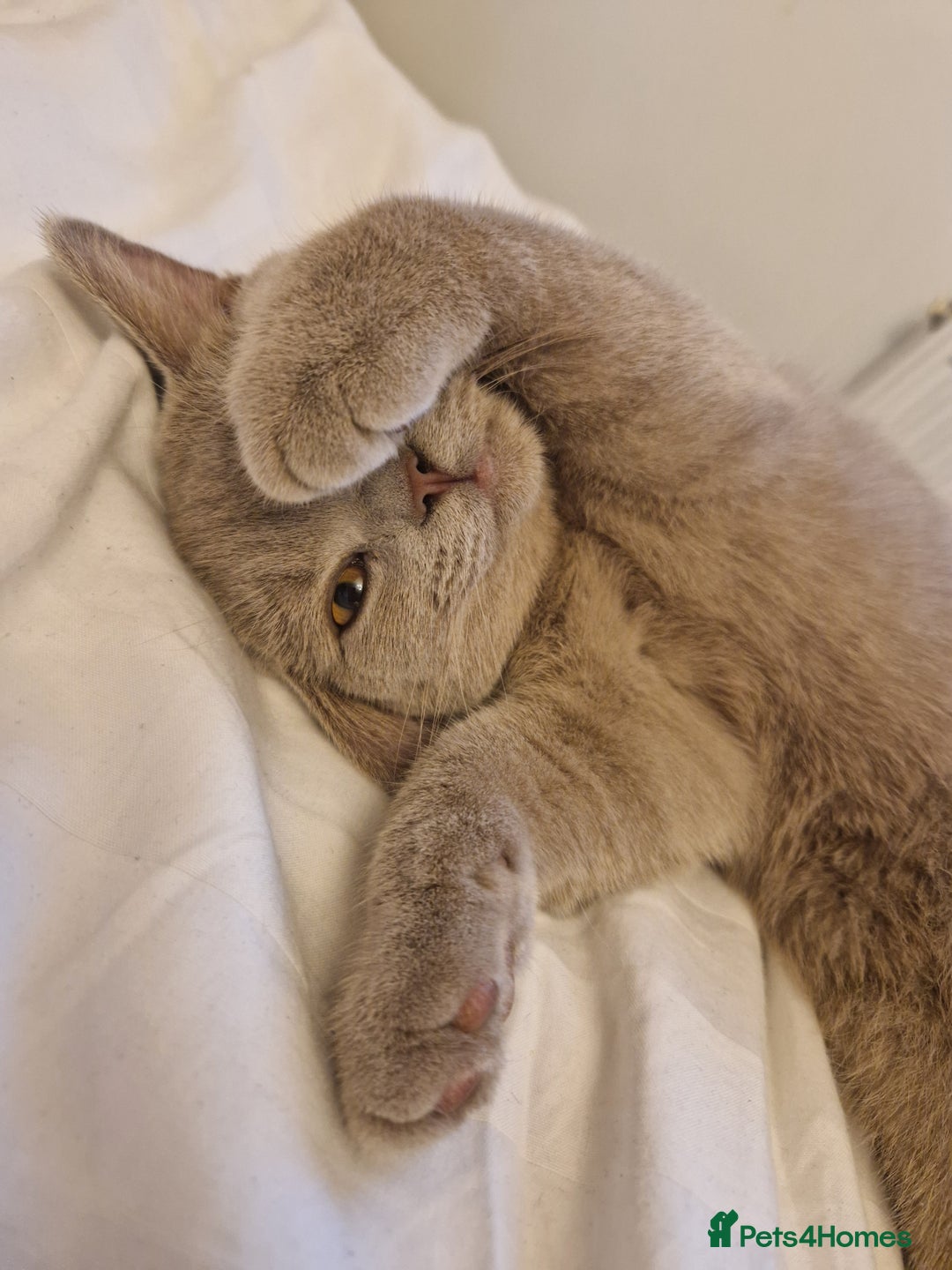 British Shorthair cats for sale: British shorthair kittens  - Image 5