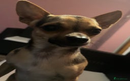 Chihuahua dogs for stud: Proven mini chihuahua stud - Image 7