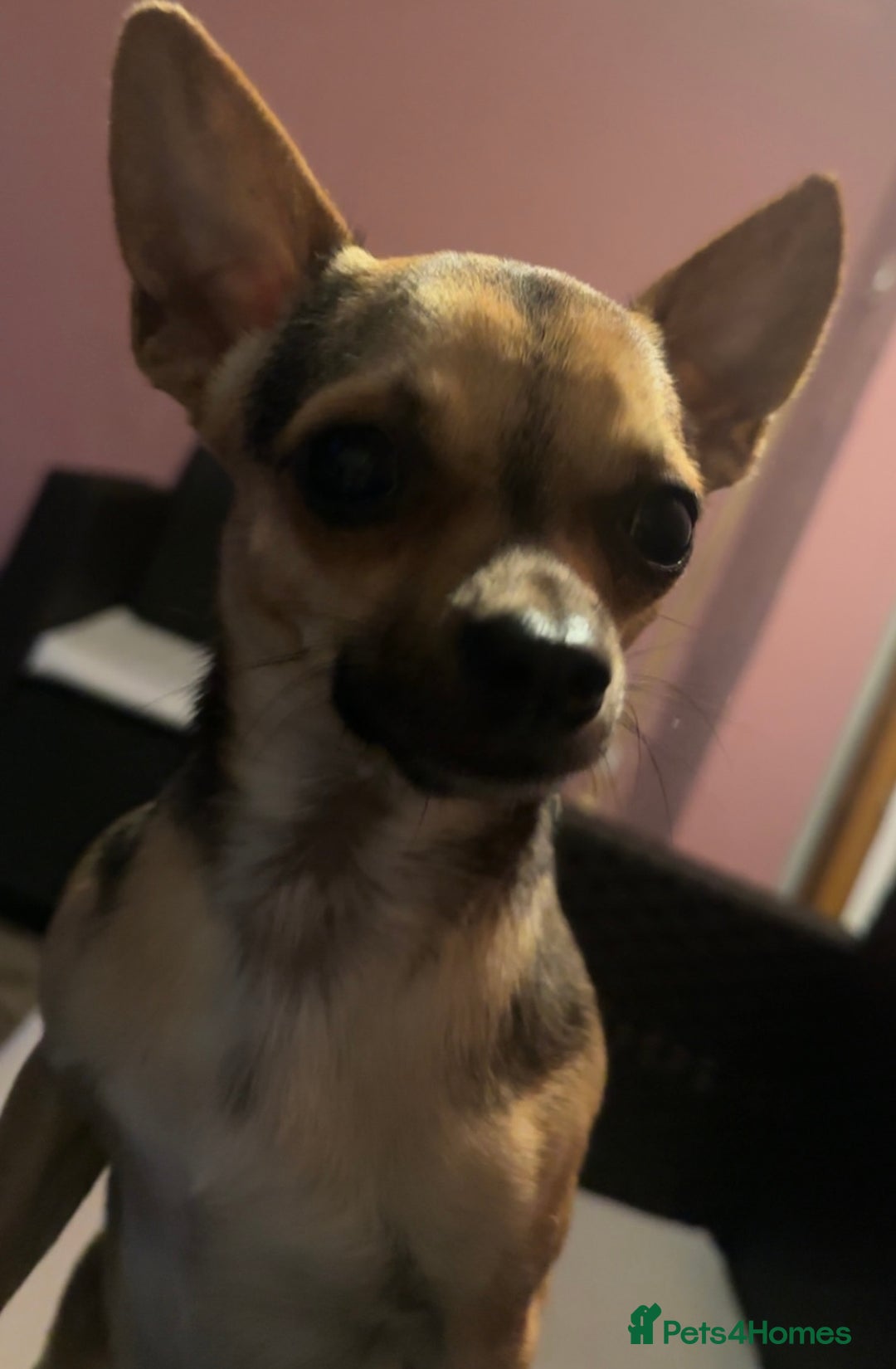 Chihuahua dogs for stud: Proven mini chihuahua stud - Image 7