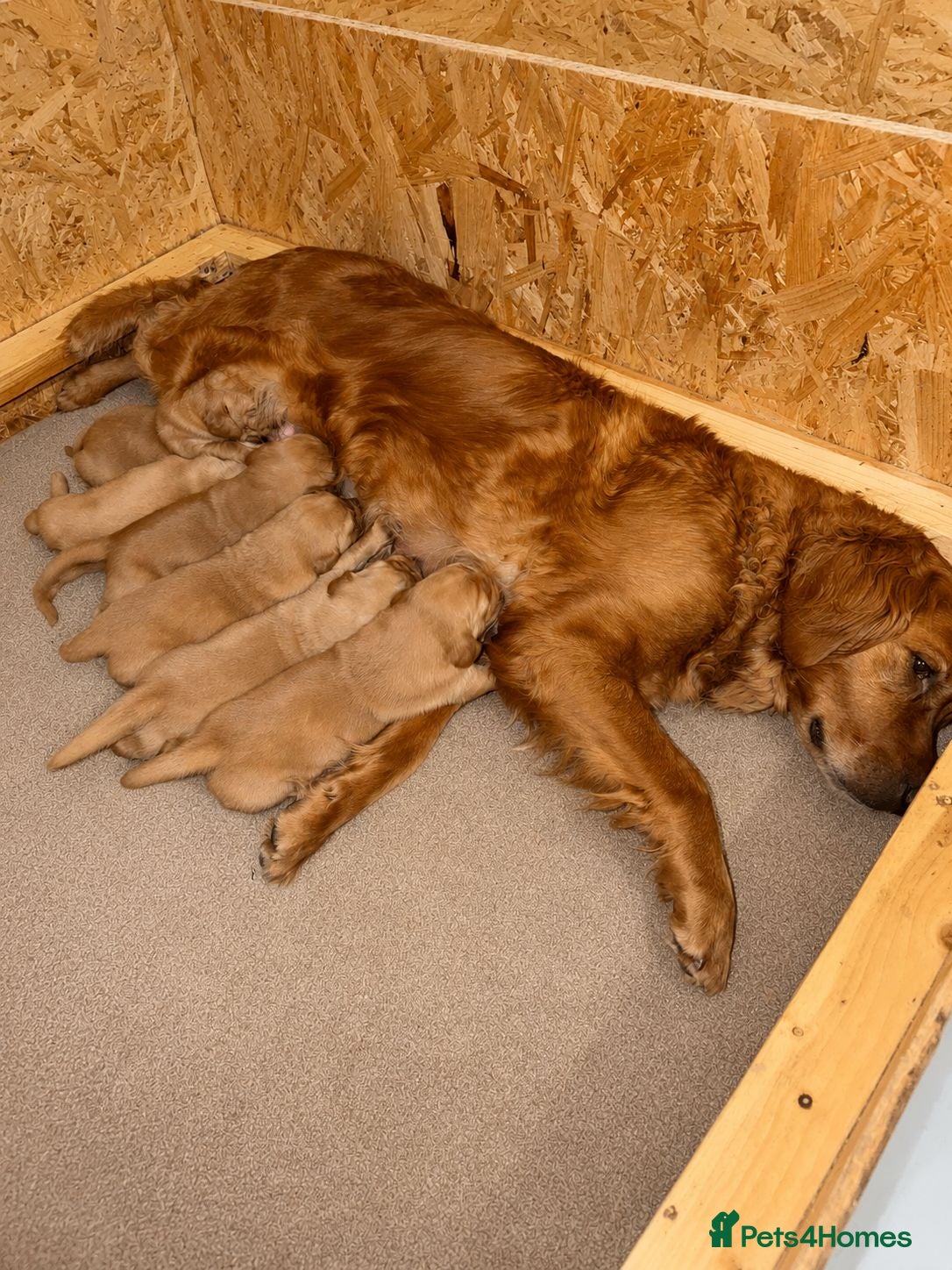 Goldador dogs Stunning Goldador pups  - Advert 2
