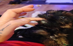 Yorkshire Terrier dogs for sale: Beautiful Yorkshire Terrier Girl - Advert 3