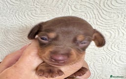 Miniature Dachshund dogs for sale: Miniature dachshunds  - Image 15