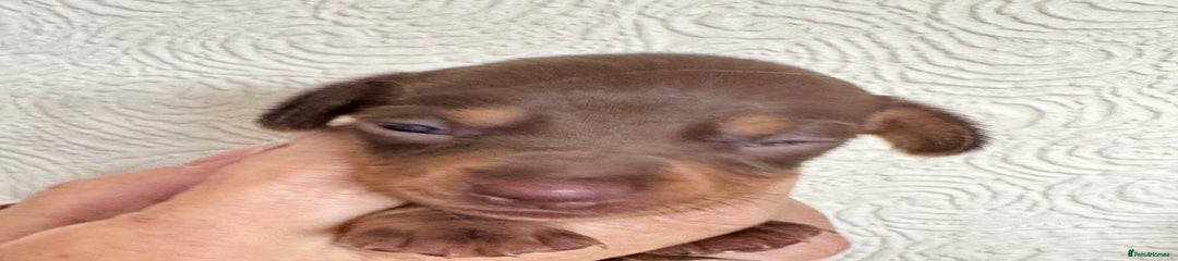 Miniature Dachshund Puppy 8