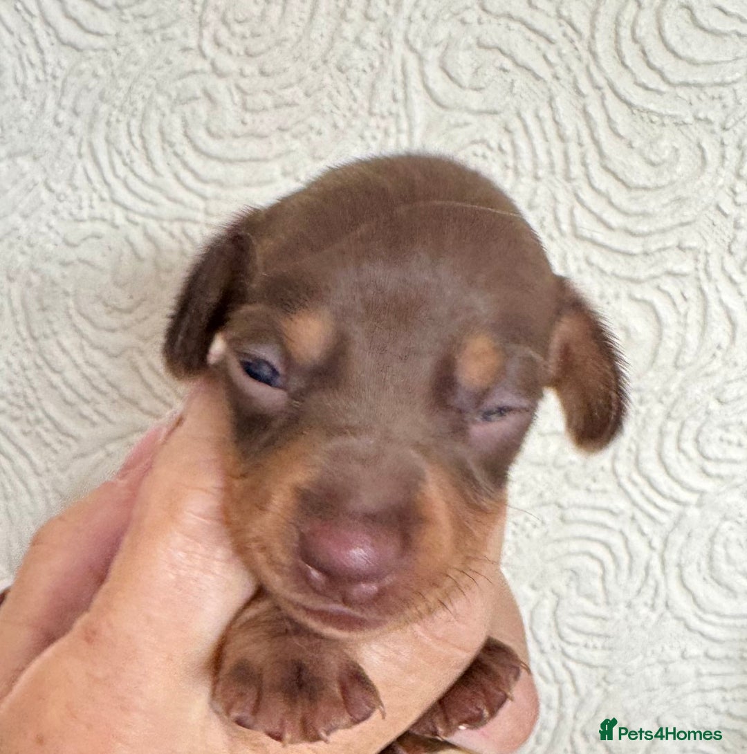 Miniature Dachshund dogs for sale: Miniature dachshunds  - Image 15