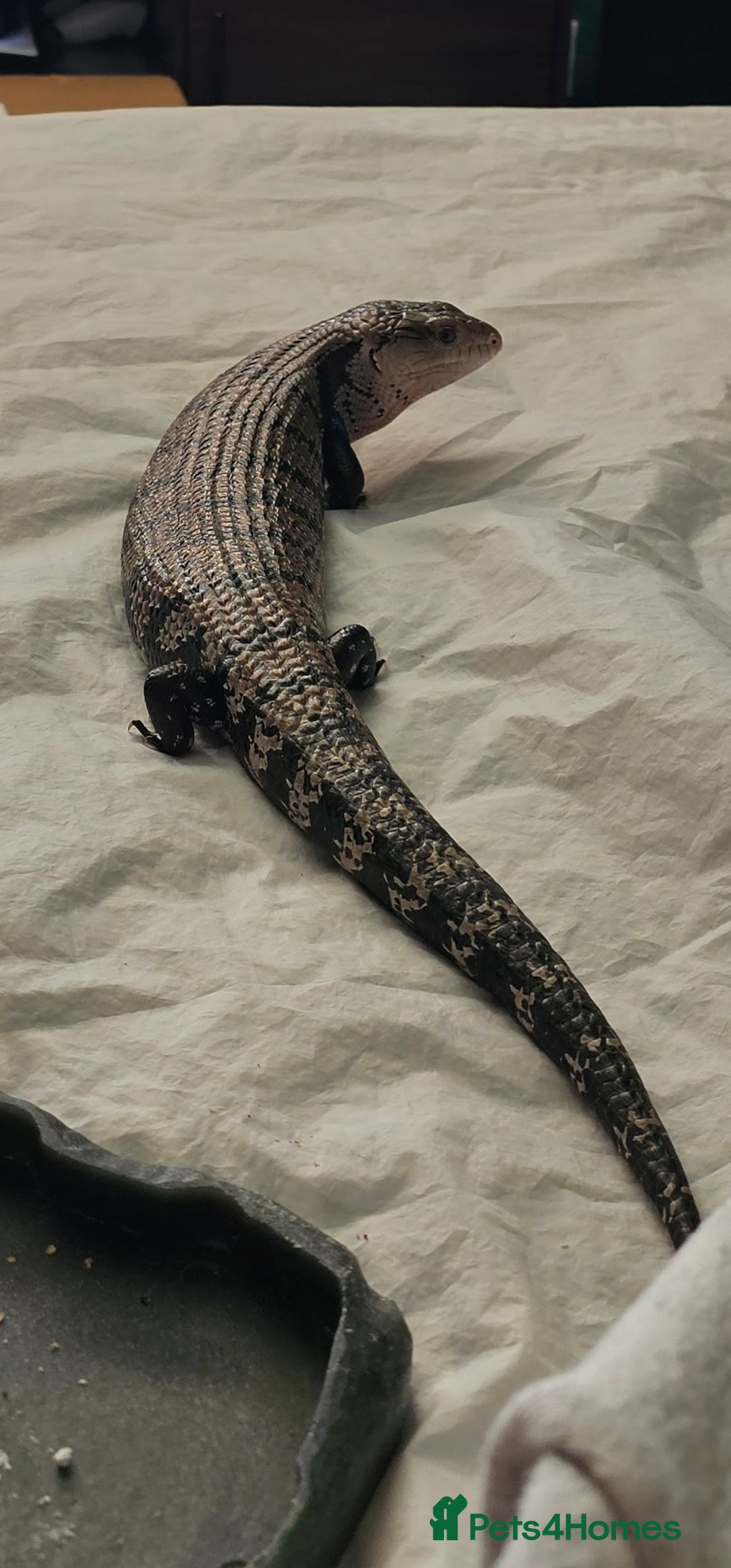 Skink reptiles for sale: Blue Tongued Skink-Male enclosure and cabnet setup - Advert 8