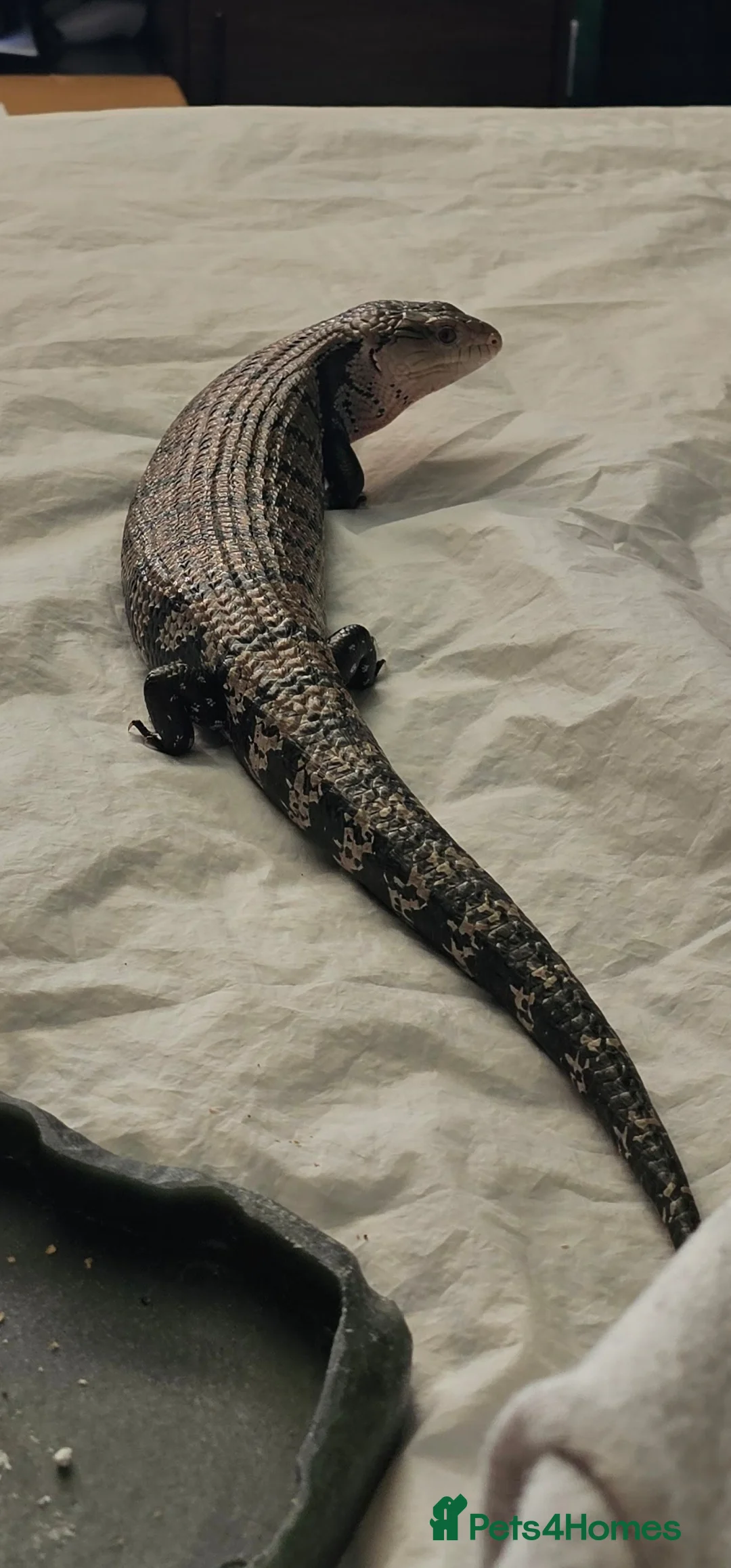 Skink reptiles for sale: Blue Tongued Skink-Male enclosure and cabnet setup - Advert 8