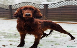 Irish Setter dogs for sale: ❤️🇮🇪Irish setter pups due 🇮🇪 ❤️ - Advert 4