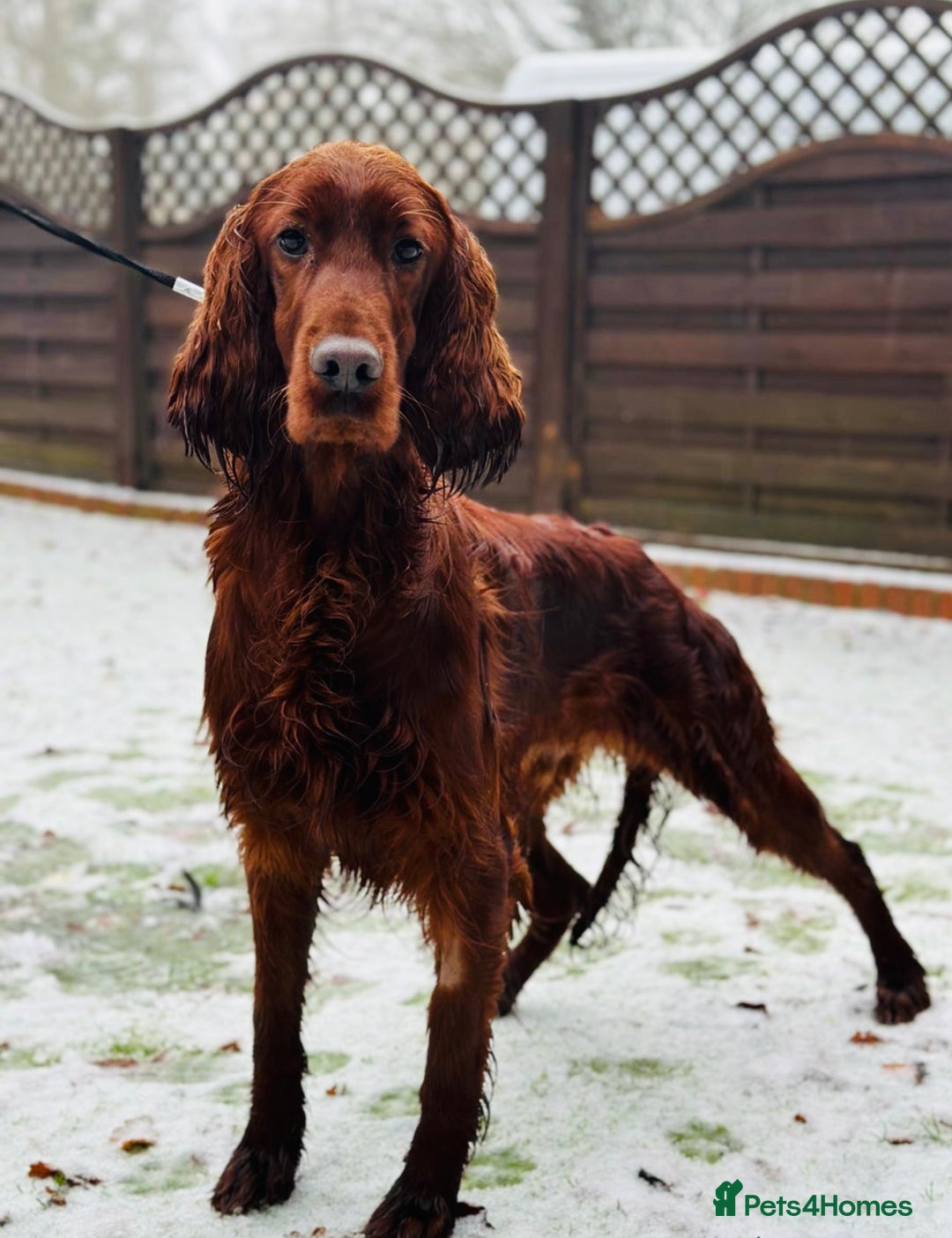 Irish Setter dogs for sale: ❤️🇮🇪Irish setter pups due 🇮🇪 ❤️ - Advert 4