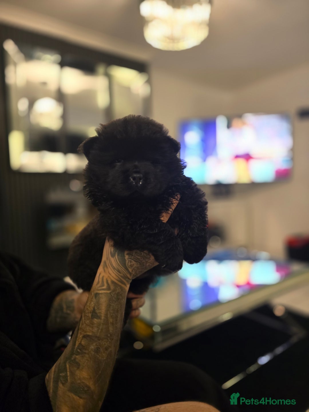 Chow Chow dogs for sale: Stunning babies  - Advert 6