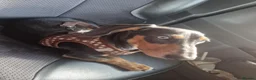 Dachshund dogs for sale: Dashould minture - Advert 1