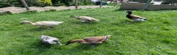Ducks poultry for sale: Indian runner and khaki camble mixed  - Advert 5