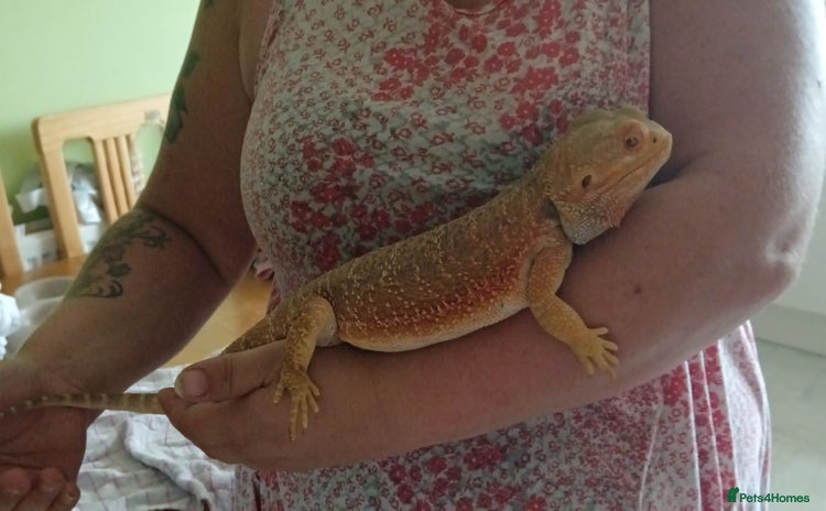 Bearded Dragon reptiles - Advert 1