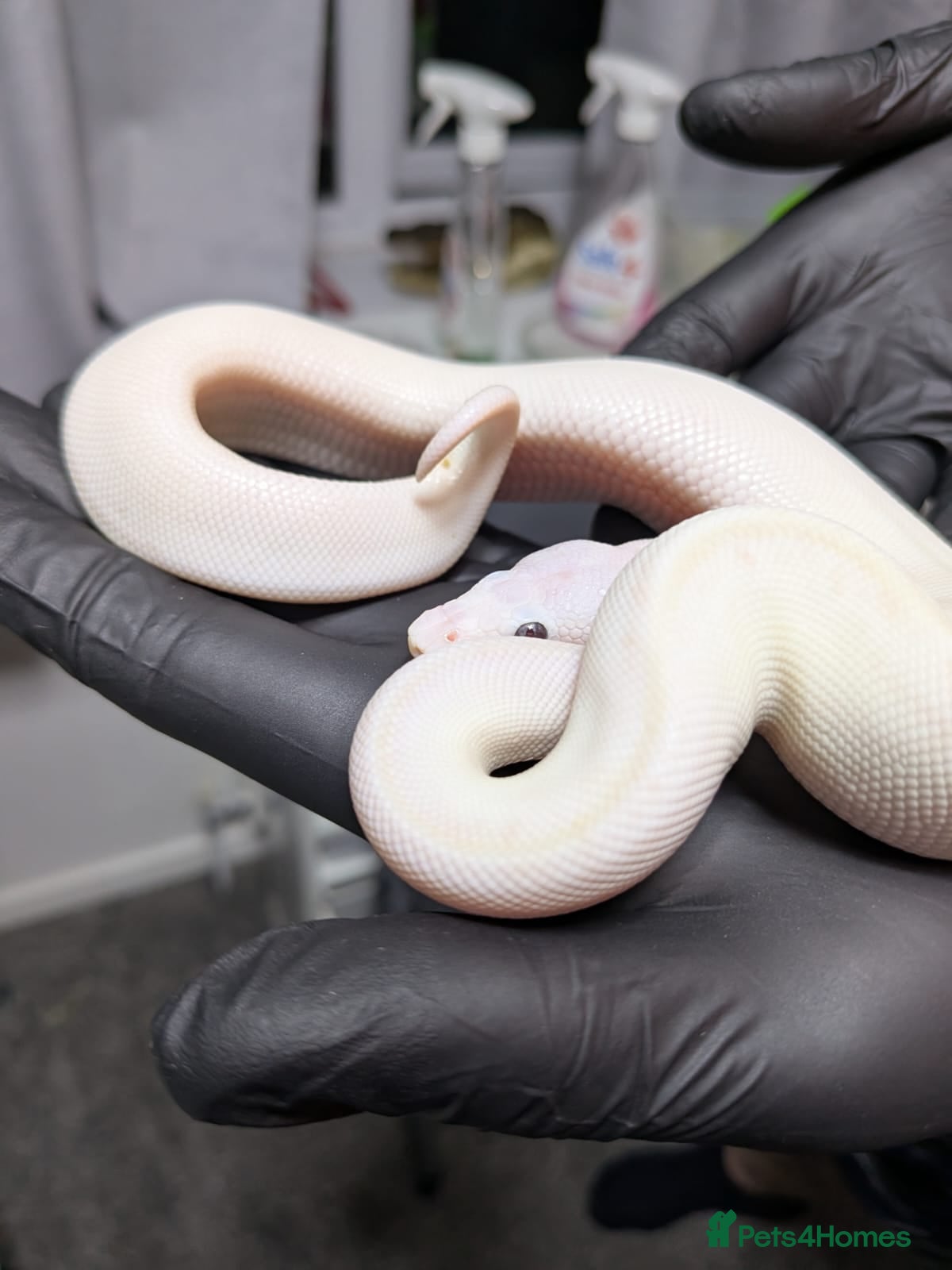 Python Snake reptiles Banana Blue-eyed Leucistic - Advert 2
